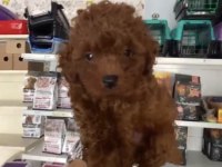 Kore Toy Poodle Erkek Yavrumuz