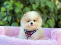 Safkan Pomeranian Boo Yavrularımız
