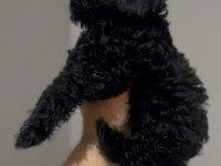 Toy poodle orjinal