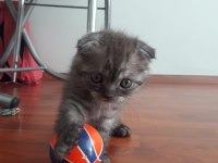 Scottish fold erkek bebeğimiz