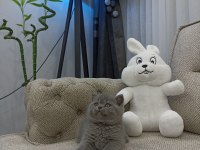 Ayı Surat British Shorthair