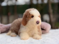Çok özel giant poodle yavrularımız