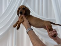 Ukrayna doğumlu dişi dachshund yavrumuz (Sosis)