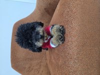 FULL EĞİTİMLİ DİŞİ TOY POODLE