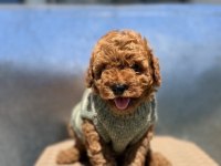 Maltipoo kalite yavrular ırk sağlık garantili