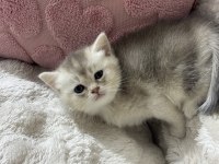 GÜZEL BEBEK KEDİLERİME GÜZEL AİLE ARIYORUM