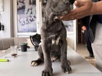Ruhsatlı çiftlikten A kalite cane corso