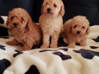 SEVİMLİ POODLE YAVRULAR