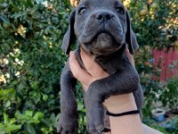 Cane corso yavrular ırk sağlık garantili