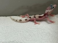 Morph garentili leopard gecko