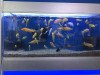 5-15 cm arası ciklet balıklarımız