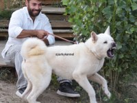 Amerikan Akita Yavruları