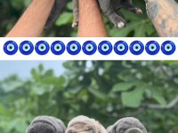Bu kalite Avrupada değil Türkiye de mükemmel cane corso