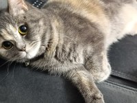 Karmen british shorthair
