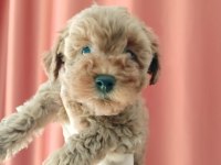 A SCR MUHTEŞEM TOY POODLE YAVRULARIMIZ