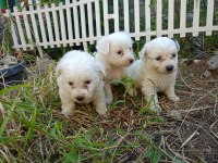 2 AYLIK MALTESE TERRİER YAVRULAR
