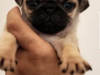 Muhteşem safkan pug yavruları