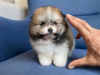 Erkek güzelleri pomeranian