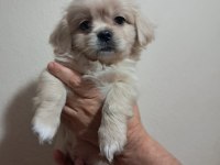 Shih tzu 2 aylık şitsu yavrularımız sahiplendirilecektir