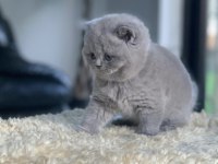 Tospik Kedimiz Gri British Shorthair 