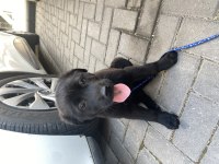 Has labrador yavrusu