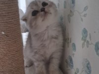 Scottish Fold Silver Erkek