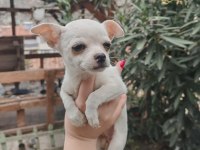 2 Aylık Ev Doğumu Şivava Bebekler 0.700 Gram