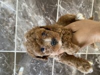 Orjinal Maltipoo bebekler