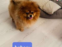 Ucuz pomeranian çip aşı tuvalet var