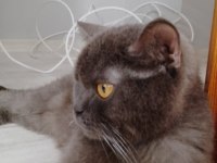 British Longhair