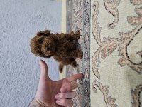 Kore toy poodle bebekler
