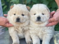 Chow Chow Yavrularımız İçin Geç Kalmayın