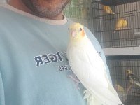 Lutino kırmızı göz sultan papağanı
