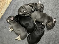 1 dişi 1 erkek frenchbulldog yavruları