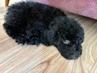 6 aylık Siyah Toy Poodle