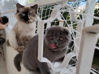 Ragdoll ve scottish fold kırması