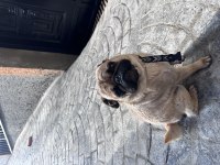 3 yaşında pug uysal eğitimli aşıları tam
