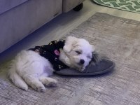 Maltese terrier 52 günlük yavru