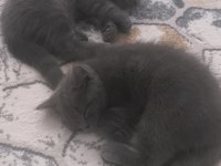 British shorthair yavrular teslime hazır
