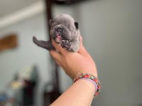 Egzotik French Bulldog Bebeklerimiz
