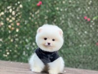Pomeranian Boo Çiftliğimizden Özel Yavrular