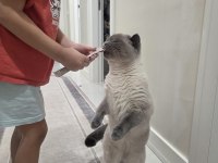 BRİTİSH SHORTHAİR BLUEPOİNT KEDİMİZ