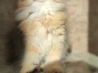 British longhair Golden