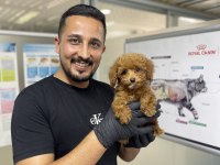 Toy Poodle Referans Yavru