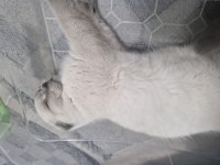 Scottish fold bebeğimi eşyaları ile sahiplendireceğim
