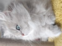 British longhair ay11