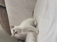 Yeni yuvalarına hazır british shorthair yavrular
