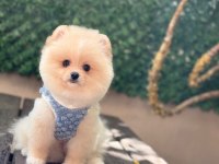 Pomeranian yavru köpeğimiz