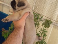 Basık surat pug bebekler