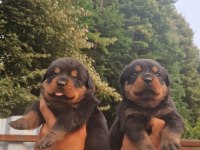Macar kafa rottweiler yavrularım